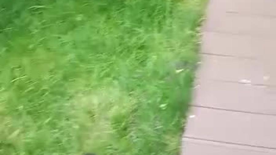 wieden-nowe-miejsce-zamierszkania.mp4