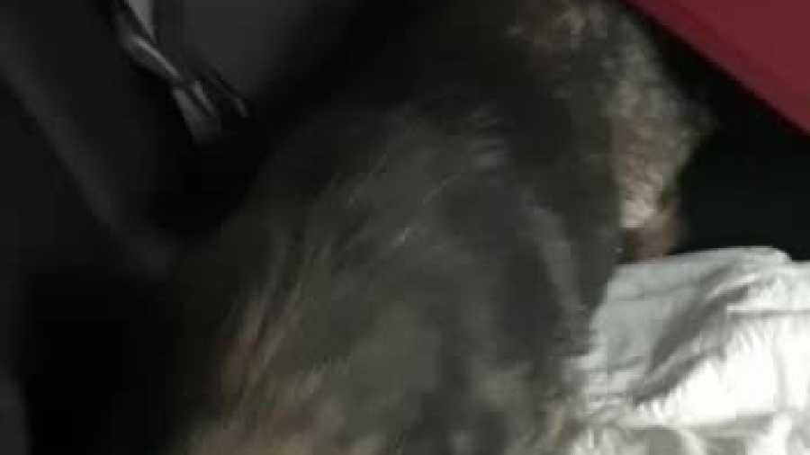 wieden-sabinka-z-nowa-wlascicielka.mp4